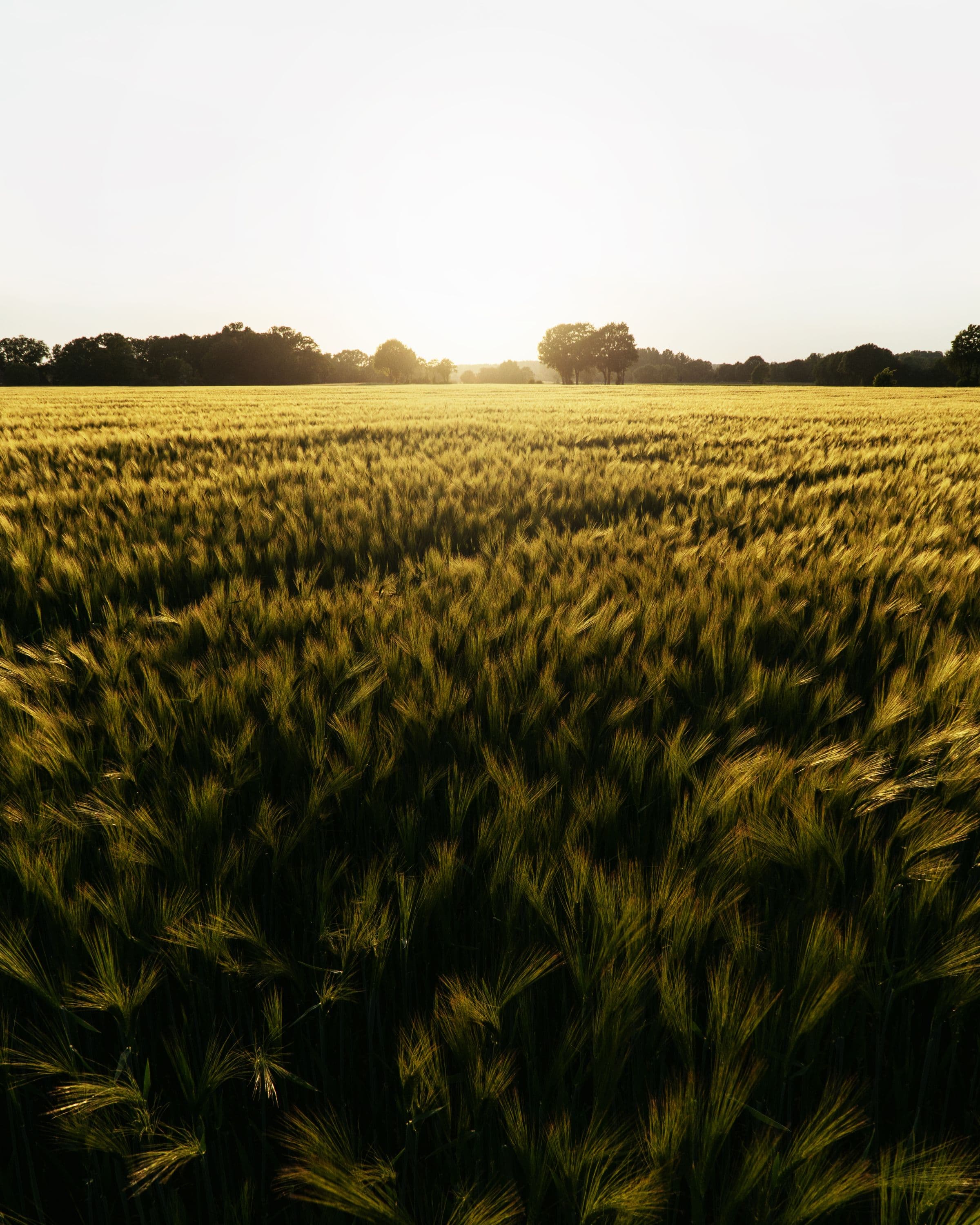 Golden wheat field stretching to the horizon at dusk